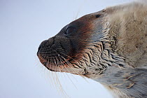Ringed seal (Pusa hispida) head portrait, Spitsbergen, Svalbard, March 2009