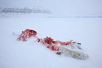 Ringed seal (Pusa hispida) carcass partially eaten left in snow, Spitsbergen, Svalbard, March 2009
