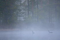 Two Red throated divers (Gavia stellata) on mist laden lake at dawn, Bergslagen, Sweden, April 2009