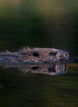 European beaver (Castor fiber) swimming in river, Bergslagen, Sweden, June 2009