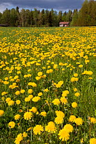 Field of Dandelions (Taraxacum sp) in flower, Bergslagen, Sweden, June 2009