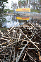 European beaver (Castor Fibor) lodge built by a main road, Bergslagen, Sweden, April 2009