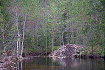 European beaver (Castor Fibor) lodge, Bergslagen, Sweden, April 2009