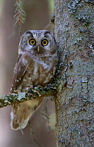 RF- Tengmalms owl (Aegolius funereus) perched in tree, Bergslagen, Sweden, June 2009. (This image may be licensed either as rights managed or royalty free.)