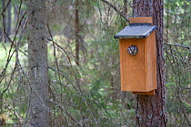 Tengmalms owl (Aegolius funereus) peering out of nestbox, Bergslagen, Sweden, June 2009