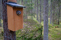 Tengmalm's owl (Aegolius funereus) peering out of nestbox, Bergslagen, Sweden, June 2009