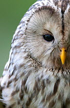 Ural owl (Strix uralensis) close-up portrait, Bergslagen, Sweden, June 2009
