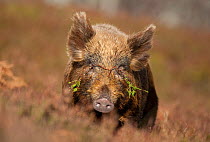 Wild boar (Sus scrofa) foraging in heather, Alladale Wilderness Reserve, Scotland, March 2009