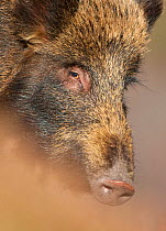 Wild boar (Sus scrofa) portrait, Alladale Wilderness Reserve, Scotland, March 2009