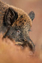 Wild boar (Sus scrofa) Alladale Wilderness Reserve, Scotland, March 2009