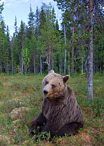 European brown bear (Ursos arctos) sitting, Kuhmo, Finland, July 2009