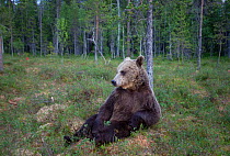 European brown bear (Ursos arctos) lying against tree, Kuhmo, Finland, July 2009