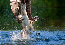 Osprey (Pandion haliaetus) fishing, Kangasala, Finland, August 2009