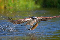 Osprey (Pandion haliaetus) in flight just after catching fish, Kangasala, Finland, August 2009