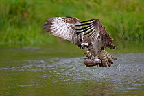 Osprey (Pandion haliaetus) in flight carrying fish, Kangasala, Finland, August 2009