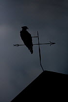 Osprey (Pandion haliaetus) perched on weather vane silhouetted at dusk, Finland, August 2009