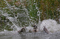 Splash in water made by Osprey (Pandion haliaetus) fishing, Kangasala, Finland, August 2009