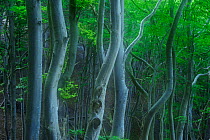 European beech (Fagus sylvatica) forest, Mns Klint, Mn, Denmark
