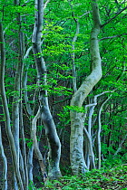European beech (Fagus sylvatica) forest, Mns Klint, Mn, Denmark, July 2009