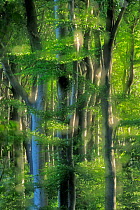 European beech (Fagus sylvatica) forest at Mns Klint, Mns, Denmark, July 2009
