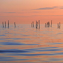 Lesser black backed gulls (Larus fuscus) and Herring gulls (Larus argentatus) perched on posts in the Baltic Sea silhouetted at sunset, Mn, Denmark, July 2009