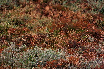 Black crowberry (Empetrum nigrum) and Heather (Calluna vulgaris) plants, Hanstholm Vildtreservat, Thy National Park, Jutland, Denmark, July 2009