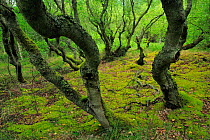 Downy birch (Betula pubescens) trees, Thagrds Plantation, Thy National Park, Denmark, July 2009