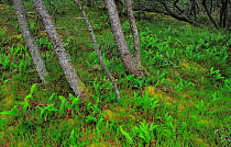 Mountain pines (Pinus mugo) at the Thagårds Plantation, Thy National Park, Denmark, July 2009