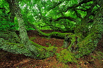 Downy birch trees (Betula pubescens) Thagrds Plantation, Thy National Park, Denmark, July 2009