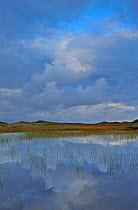 Lobelia lake with clouds reflected in water at dawn, Vangs Dune Heath, Thy National Park, Denmark, July 2009