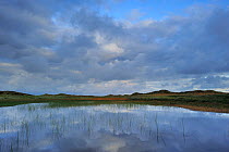 Lobelia lake with clouds reflected in water at dawn, Vangs Dune Heath, Thy National Park, Denmark, July 2009