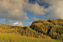 Marram grass (Ammophila arenaria) Lodbjerg Dune Plantation, Thy National Park, Denmark, July 2009