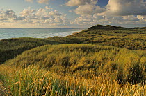 Marram grass (Ammophila arenaria) Lodbjerg Dune Plantation, Thy National Park, Denmark, July 2009