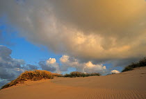 Drifting sand dune, Lodbjerg Dune Plantation - Thy National Park, Denmark, July 2009