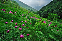 Common peony (Paeonia officinalis) flowers, Valle di Canatra, Monti Sibillini National Park, Umbria, Italy, May 2009