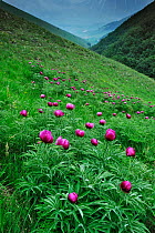 Common peony (Paeonia officinalis) flowers, Valle di Canatra, Monti Sibillini National Park, Umbria, Italy, May 2009
