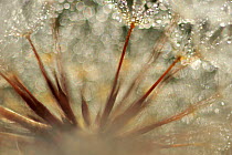 Close-up of seed head of an Asteraceae covered in water droplets, Piano Grande/Monti Sibillini National Park, Umbria, Italy, May 2009