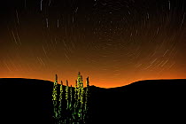 Great mullein (Verbascum thapsus) at night with startrails, Monti Sibillini National Park, Umbria, Italy, May 2009. WWE INDOOR EXHIBITION
