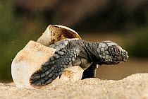 Loggerhead turtle (Caretta caretta) hatching, Dalyan Delta, Turkey, July 2009