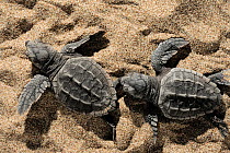 Two newly hatched Loggerhead turtles (Caretta caretta) heading for the sea, Dalyan Delta, Turkey, July 2009