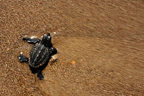 Newly hatched Loggerhead turtle (Caretta caretta) at sea edge, Dalyan Delta, Turkey, July 2009