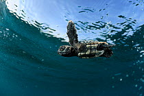 Newly hatched Loggerhead turtle (Caretta caretta) swimming in sea, Dalyan Delta, Turkey, July 2009