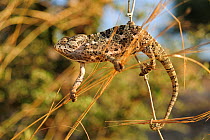 Mediterranean / Common chameleon (Chamaeleo chamaeleon) climbing between plant stems, Tukey, August 2009