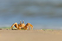 Ghost / Sand crab (Ocypode cursor) on beach, Dalyan Delta, Turkey, August 2009
