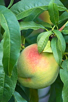 Peach (Prunus persica) ripe for harvest, British Columbia, Canada