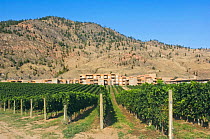 Spirit Ridge Resort hotel with vineyard in foreground, Osoyos, British Columbia, Canada, August 2009