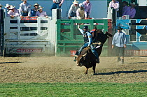 Cowboy bull riding at Pendleton Roundup, Oregon, USA, September 2009