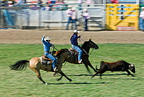 Cowboy steer roping at Pendleton Roundup, Oregon, USA, September 2009