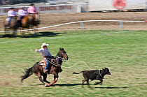 Cowboy calf roping at Pendleton Roundup, Oregon, USA, September 2009