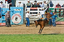 Cowboy bronco riding at Pendleton Roundup, Oregon, USA, September 2009